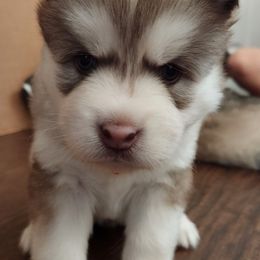 "Harleen and J's Puppies" Siberian Husky Puppies from JK Huskies