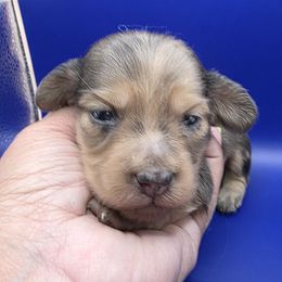 Coco Puff - Shaded Cream Dapple - 2400 - Dapple male Dachshund puppy in Pueblo, Colorado from HotDachs
