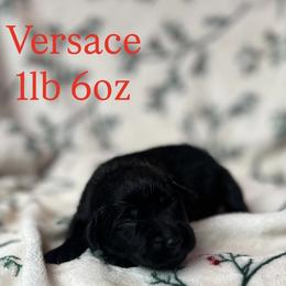 Versace - Black female Labrador Retriever puppy in Puyallup, Washington from 12 Door Farm Labradors