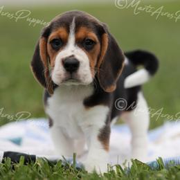 AKC 'Shiloh' - Black white and tan male Beagle puppy in Lamar, Missouri from Marti Acres ~ Boston Terrier & Beagles