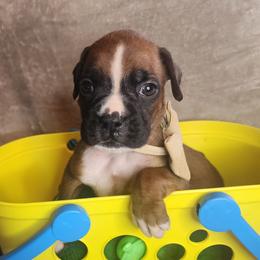 Teal - Fawn male Boxer puppy in Aurora, Missouri from Pick A Pup