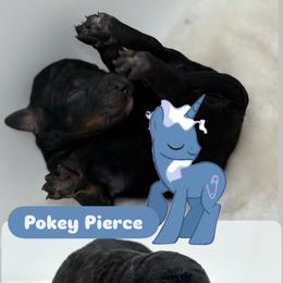 Pokey Pierce - Tri-color male Bernedoodle puppy in Clermont, Florida from Shadow Bernedoodles & Dog Training