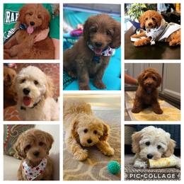 Goldendoodle and Poodle Puppies from South Georgia Doodles