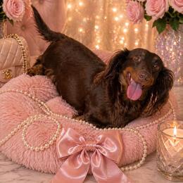 Rya - Dachshund