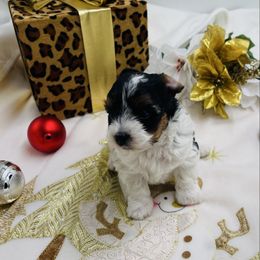 AKC - Piper 3500 - Black tan and white female Biewer Terrier puppy in Douglas, Georgia from Heartland small breeds