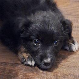 CARAMEL TRUFFLE - Black tri-color female Australian Shepherd puppy in Salem, Arkansas from Patchwork Kennels