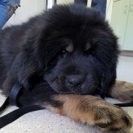 Tibetan Mastiffs from Endless Mtns Tibetan Mastiffs