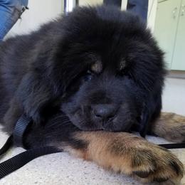 Tibetan Mastiffs from Endless Mtns Tibetan Mastiffs