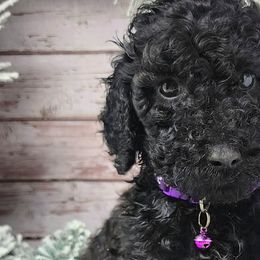 Purple Collar Female - Black Poodle puppy in Selinsgrove, Pennsylvania from Poodle Paws and Puppies