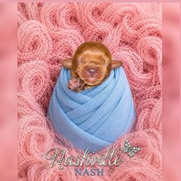 Nashville - Ruby male Cavalier King Charles Spaniel puppy in Mayo, Florida from Kingston’s Cavaliers