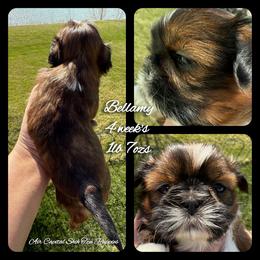 Lisa Marie - Red female Shih Tzu puppy in Maize, Kansas from Air Capital Shih Tzu Puppies