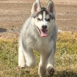 Styles - Black and white male Siberian Husky puppy in Amery, Wisconsin from Sovereign Siberians