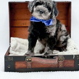 Bennett - Merle male Goldendoodle puppy in North Carolina from NC Doodle Puppies