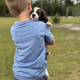 Bernedoodle, Sheepadoodle, and Whoodle Puppies from Wonderland’s Boujie Kennels