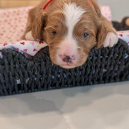 Orange collar boy - Red male Cavapoo puppy in Mapleton, Illinois from Gardner Lane Puppies