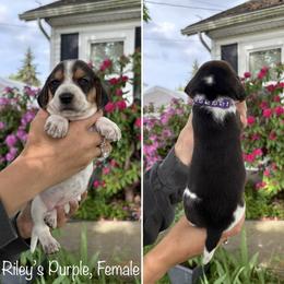 Girl 1 - female Beagle puppy in Brownsville, Oregon from Beagles on the Run