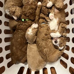 Bernedoodle and Goldendoodle Puppies from Brunsman Country Doodles LLC