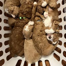 Bernedoodle and Goldendoodle Puppies from Brunsman Country Doodles LLC