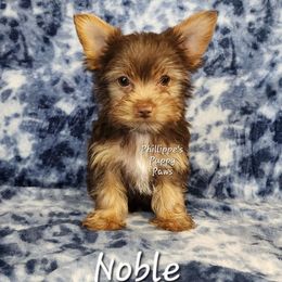 Noble - Chocolate and tan male Yorkshire Terrier puppy in Adair, Oklahoma from Phillippe's Puppy Paws
