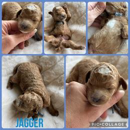Jagger - Apricot male Poodle puppy in Mount Vernon, Illinois from AMC Poodles
