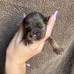 Navy - Merle female Cockapoo puppy in Indiana from muddy boots cocker spaniels and cockapoos