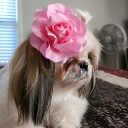 Shih Tzus from Annetta Diaz's Shih Tzus