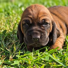 Wartortle - Mahogany and white male Basset Hound puppy in Independence, Kentucky from Lil Shorties Bassets