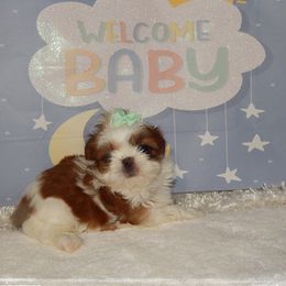Shih Tzu puppies from Shedd's Shih Tzus