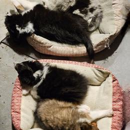 Ditto - Black white and tan male Shetland Sheepdog puppy in Germantown, Ohio from Buckeye Shelties