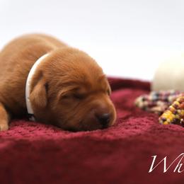 Male - Yellow male Labrador Retriever puppy in Sherrard, Illinois from Gochee Labs