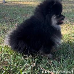 Pomeranian Puppies from Silver’s Reigning Heir Poms