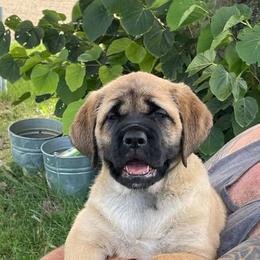 Mastiff Puppies from Lisa Armstrong