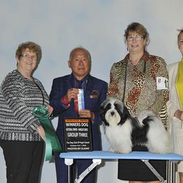 Havanese All Grown Up from Grandview Havanese