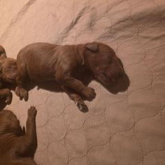 Boy 3 - Red male Irish Doodle puppy in Mesa, Arizona from Desert Doodles