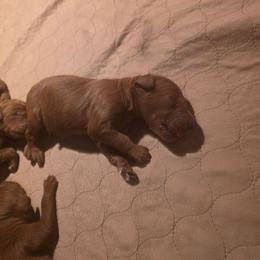 Boy 3 - Red male Irish Doodle puppy in Mesa, Arizona from Desert Doodles