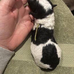 Bernedoodle and Poodle Puppies from Brossier Bernedoodles