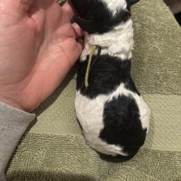 Bernedoodle and Poodle Puppies from Brossier Bernedoodles