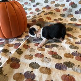 Luna - Black and white female Boston Terrier puppy in Lakewood, California from So Cal Boston’s