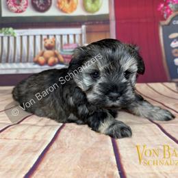 Nikko AKC RARE Red Pepper - Salt and pepper male Miniature Schnauzer puppy in Dayton, Texas from Von Baron Schnauzers