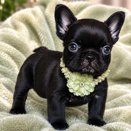 Buttercup - Black female French Bulldog puppy in Maplewood, New Jersey from Poos&Bulls Keepsake
