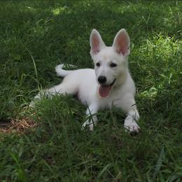 Joan Jett - White female German Shepherd puppy in Grimes County, Texas from Double H German Shepherds