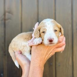 Rose - Girl 1 - Red female Bernedoodle puppy in Bellville, Ohio from Bernedoodle Buddies