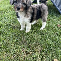 Aussiedoodle Puppies from A Dose Of Doodle