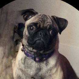 Bella - Pug