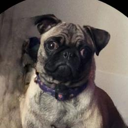 Bella - Pug