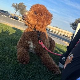 Goldendoodles from gucci_bentleys_goldendoodles