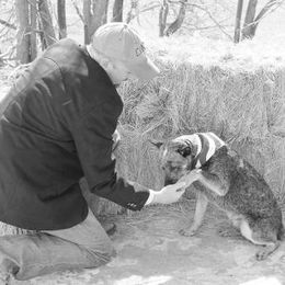 Australian Cattle Dog and Pembroke Welsh Corgi Puppies from Heelers in Texas