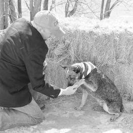 Australian Cattle Dog and Pembroke Welsh Corgi Puppies from Heelers in Texas