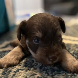 Miniature Schnauzer Puppies from Booms baby