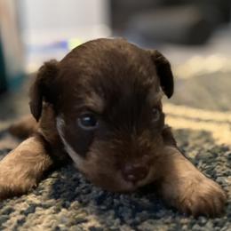 Miniature Schnauzer Puppies from Booms baby